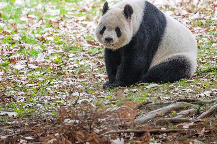 Giant Panda Tian Tian rests in its enclosure at the Smithsonian's National Zoo in Washington, D.C., on Nov. 7, 2023, on the final day of viewing before returning to China. All three of the zoo's pandas left for China, bringing at least a temporary end to a decades-old connection between the cuddly animal and the U.S. capital. 