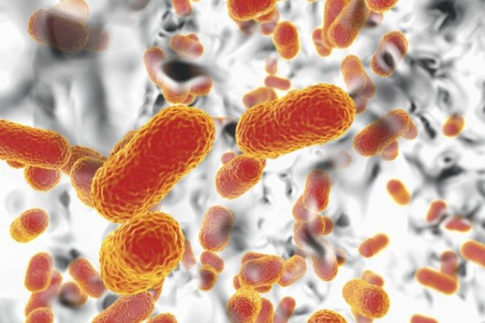 A computer illustration of the multi-drug resistant Acinetobacter baumannii bacteria — one of the pathogens that has gained power as a result of overuse of antibiotics during the pandemic.