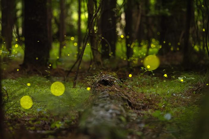 Synchronous fireflies, known as Photuris frontalis, blink in the woods near the Congaree River on Wednesday, May 15, 2024, in Columbia, S.C. Congaree National Park holds an annual event for visitors to view the fireflies, which blink for a few weeks every May and June.   