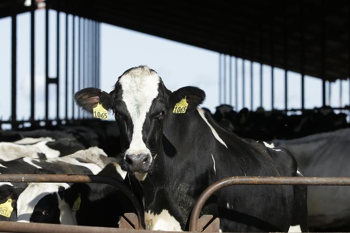 A farmworker was infected with bird flu from a dairy cow, the third human case in the recent outbreak.