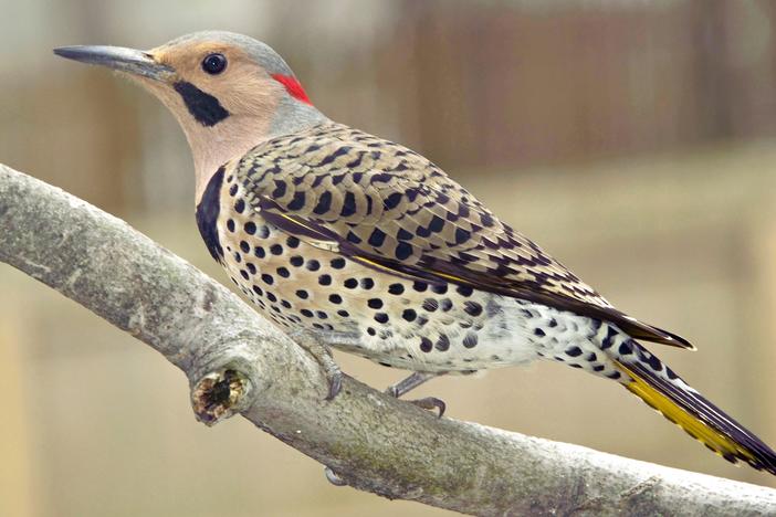 Woodpeckers are known for banging on wood, but some individuals living in urban environments also bang on metal. 