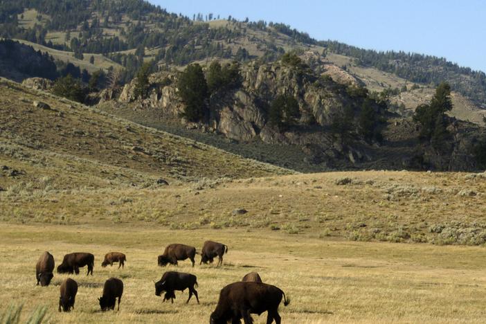 A herd of bison are seen in the Lamar Valley of Yellowstone National Park on Aug. 3, 2016. 
