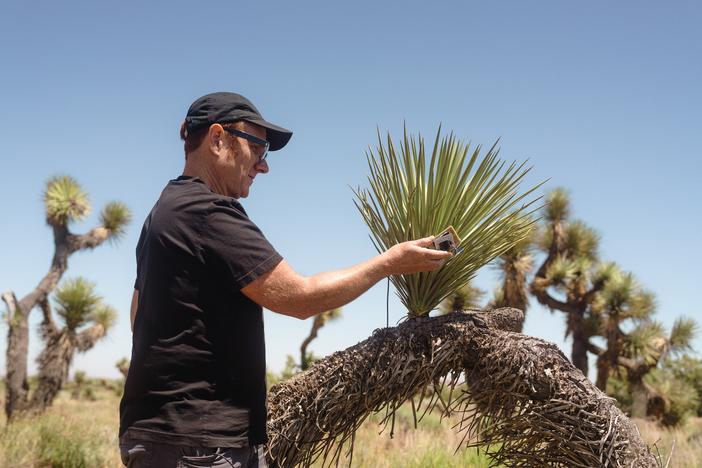 Artist Scott Kildall waves his microcontroller over a Joshua tree, recording wavelengths of light that are not perceptible by humans.