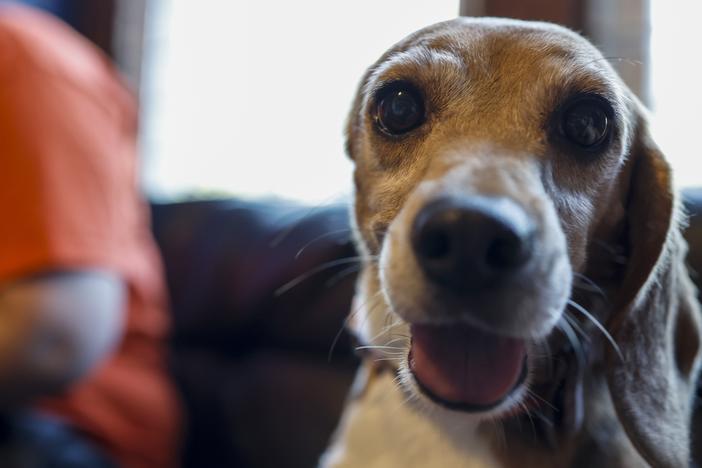  Beyonce, a beagle with one ear, pictured at Homeward Trails Animal Rescue in Fairfax, Va., in 2022 after being rescued from the Envigo breeding and research facility.  