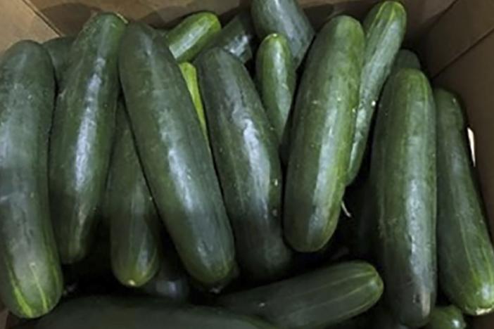 This undated photo provided by the U.S. Food and Drug Administration shows cucumbers recalled for salmonella.