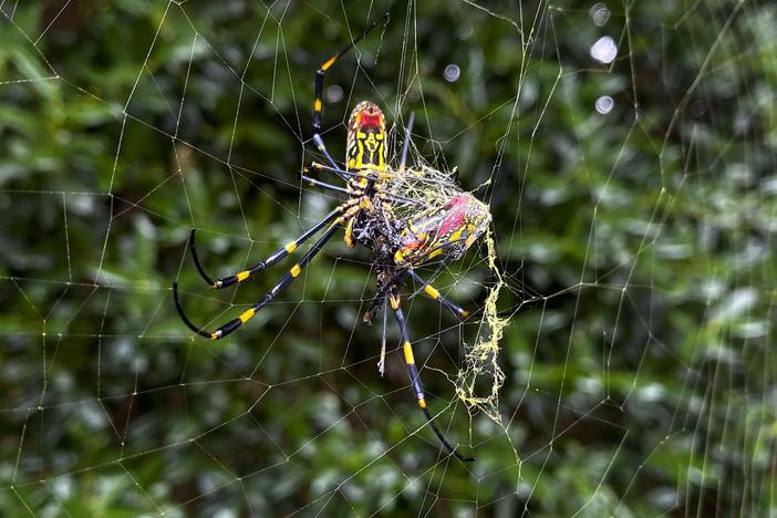 A Joro spider is seen in Johns Creek, Ga., on Oct. 24, 2021. Populations of the species, native to East Asia, have been growing in parts of the South and East Coast for years and many researchers think it's only a matter of time before they spread to much of the continental U.S.