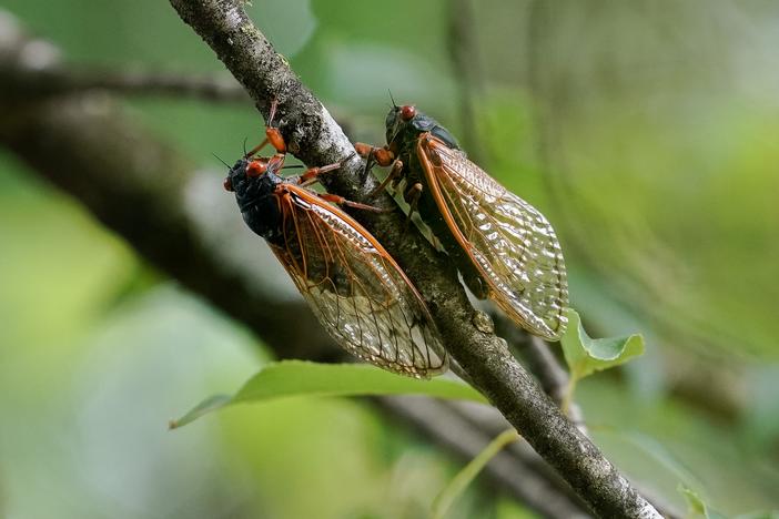 Cicadas from brood XIX are seen on a tree in Angelville, Ga., in May.