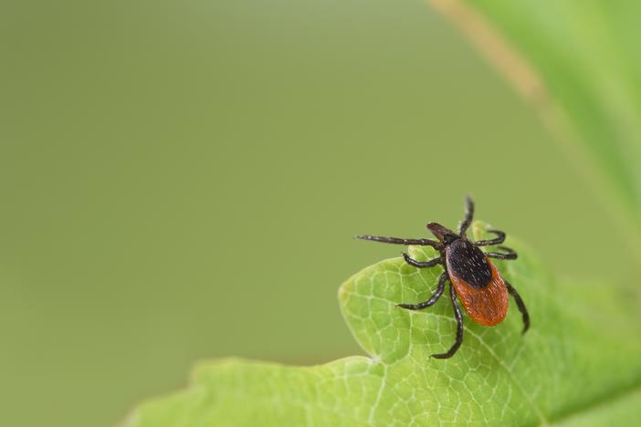 Tick-borne diseases like Lyme disease and babesiosis are spreading in the U.S.
