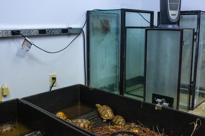 Confiscated live animals are temporarily held in what the U.S. Fish and Wildlife Service calls their “live room” at an office building near Los Angeles International Airport, while authorities try to find them longer-term housing and specialized care.