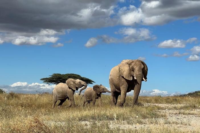 This adult elephant in Kenya was named "Desert Rose" by researchers, but does she have her own elephant name?