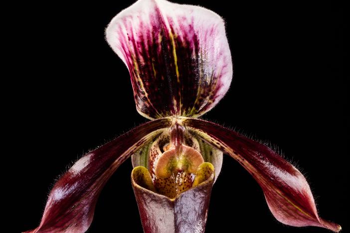  A slipper orchid clonal hybrid known as Paphiopedilum Saint Albans "Dark Red" from the Smithsonian Gardens Orchid Collection