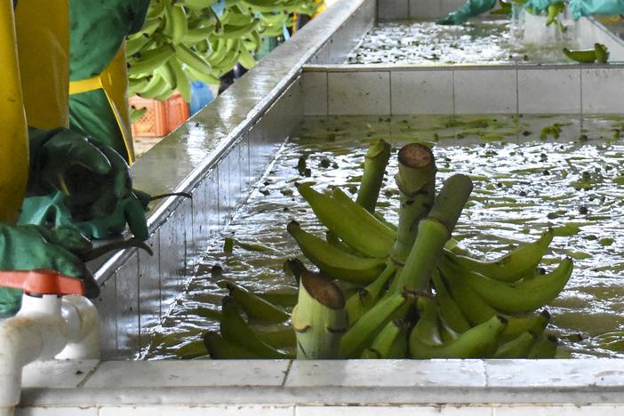 An aerial view of banana plantations in Apartado, Colombia, taken on June 11. Banana giant Chiquita Brands International says it will appeal a federal jury's decision finding it liable for financing a Colombian paramilitary group known for rampant killings.