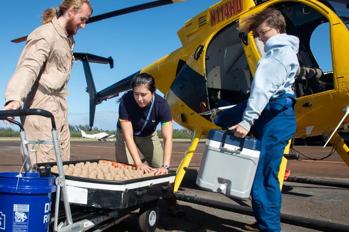 Thousands of mosquitoes, encased in cardboard tubes, are loaded into a helicopter by Aidan Callahan, Layla Rohde and Nicole Ferguson of the Maui Forest Bird Recovery Project, part of a novel strategy to save Hawaii’s endangered birds.<br/>
