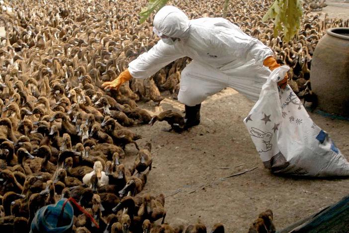 A health officer collects ducks to be killed at a farm north of Bangkok during Thailand's bird flu outbreak in the early 2000s. A massive culling of fowl was part of the country's strategy to quash the virus.