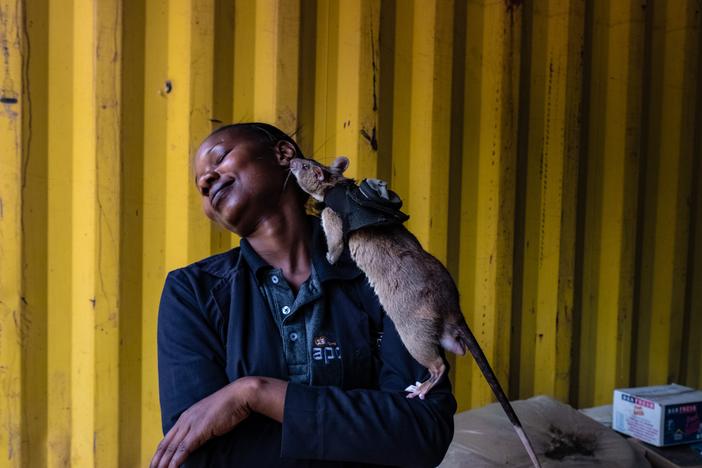 Rodent trainer Neema Justin, 33, shares a moment with an African giant pouched rat after an exercise in detecting illegal wildlife products at the Apopo training facility in Morogoro, Tanzania. Apopo's staff often form close bonds with their rats.
