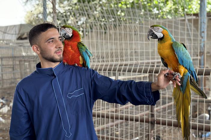 Ahmad Jumaa, Fathi Jumaa's son, holds parrots from their zoo in Rafah. 