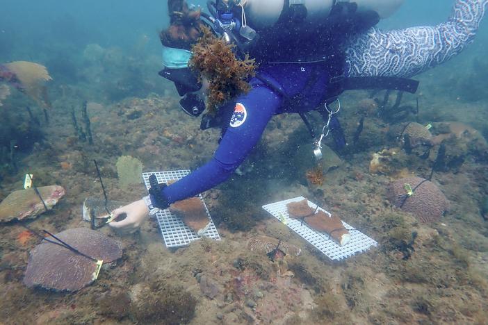 Cailyn Joseph, a graduate student in Andrew Baker's lab, organizes brain and elkhorn coral in Honduras before the trip to Miami.<br>