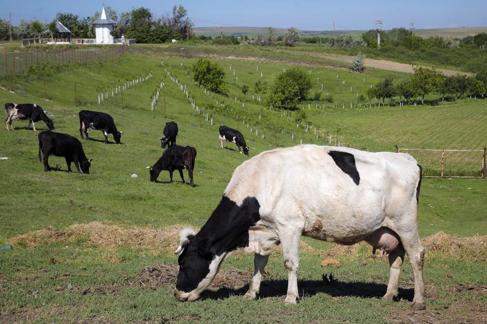 Cows graze in a field in Luncavita, Romania, in this file photo. Denmark will impose cattle farmers with a tax on livestock carbon dioxide emissions starting in 2030, claiming it will be the first country to do so in a move to reduce greenhouse gas emissions from each of its cows.