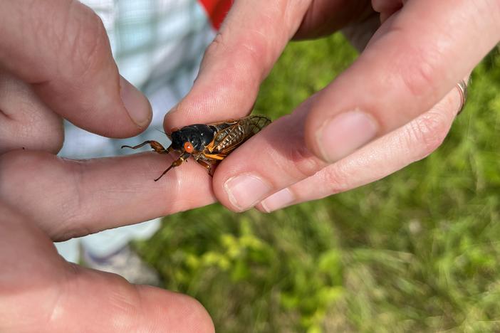 Individually, periodical cicadas aren’t especially noisy, but when they cluster, their collective song can get as loud as a gas-powered lawnmower. Professor Kasey Fowler-Finn holds one in St. Louis last month.