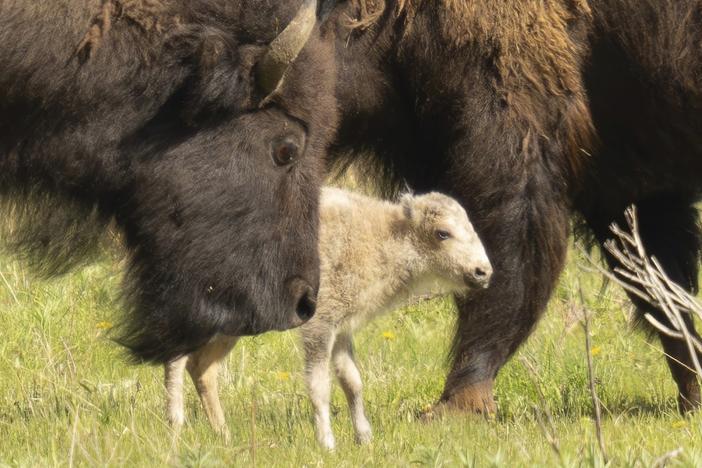 This photo shows a white buffalo calf born on June 4, 2024, in the Lamar Valley in Yellowstone National Park, a spiritually significant event for many Native American tribes.