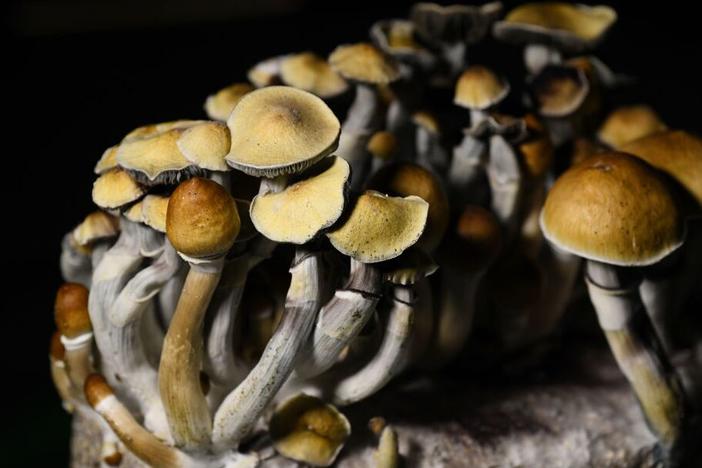 Psilocybin mushroom grown in Littleton, Colo. Use of the psychoactive drug is growing in popularity in the U.S.