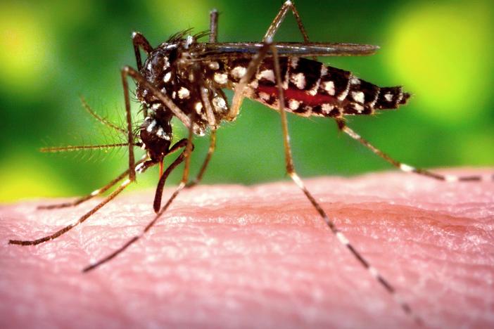 A female <em>Aedes aegypti</em> mosquito, the species that transmits dengue, draws blood meal from a human host.