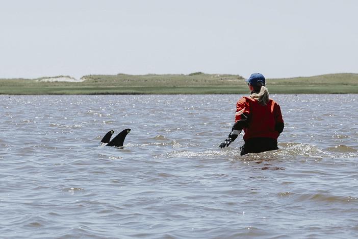 A trained volunteer attempts to herd stranded dolphins into deeper waters on Friday in Wellfleet, Mass. As many as 125 Atlantic white-sided dolphins became stranded Friday on Cape Cod and at least 10 died, prompting an intensive rescue effort, according to the International Fund for Animal Welfare.