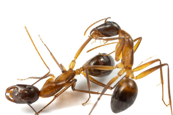 Lab experiments show that some ants will treat the injured legs of comrades, and when it's necessary will even perform medical amputations. 