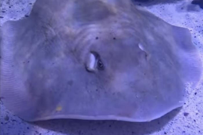 An aquarium near Asheville, N.C., posted updates for weeks after saying in February that Charlotte, a round stingray, was pregnant. The news drew international headlines — but the facility now says the ray is sick, not pregnant.  In this image from an April video update, the ray has a noticeable bulge on her back. 