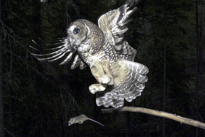 A Northern Spotted Owl flies after a mouse jumping off the end of a stick in the Deschutes National Forest near Camp Sherman, Ore. To save the spotted owl from potential extinction, U.S. wildlife officials are embracing a plan to deploy trained shooters to kill almost a half-million barred owls that are crowding out their smaller cousins.