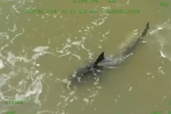 This image provided by the Texas Department of Public Safety shows a shark close to the shore in South Padre Island, Texas, on Thursday.