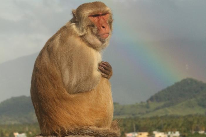 A macaque sits on a rock at Cayo Santiago as a rainbow stretches across the sky in February 2022.