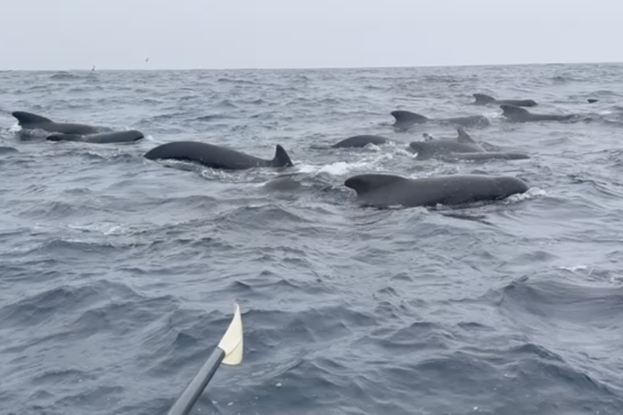 Tom Waddington, who is rowing across the Atlantic Ocean, filmed an hours-long encounter with what he believes were long-finned pilot whales. He enjoyed their visit — until one smacked into his small boat. 