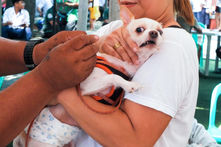 A dog in the Philippines is vaccinated against rabies. Owners who brought their pets in for the shot were given free pet food.
