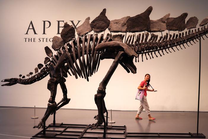 A 150 million-year-old fossil of a stegosaurus specimen is shown at Sotheby's in New York. The fossil, dubbed "Apex" by the paleontologist who discovered it, is expected to fetch $4 million to $6 million at auction, making it one of the most expensive fossils ever sold.