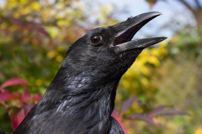 Crows can be trained to count out loud much in the way that human toddlers do, a new study finds.