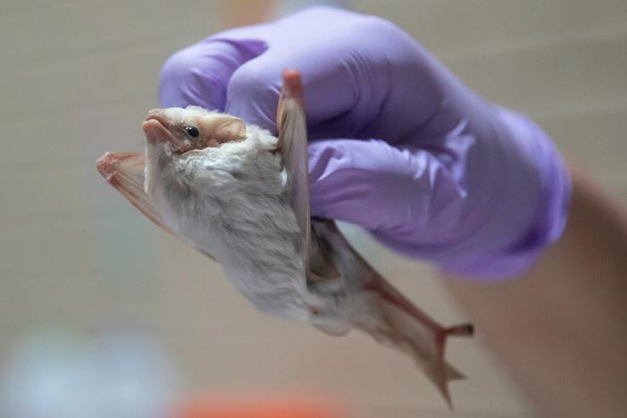 This northern ghost bat (<em>Diclidurus albus</em>) was a special, rare find for the bat scientists gathered in Belize. “It was magical,” says evolutionary biologist Jasmin Camacho.<br><br>