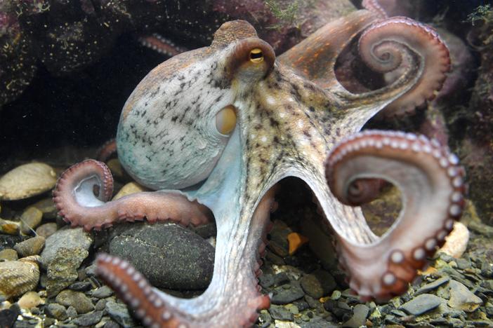 A bipartisan bill seeks to ban octopus farming in the U.S., outlawing a practice that has drawn controversy in Spain. Here, an octopus is seen at the Oceanopolis sea center in Brest, western France. 