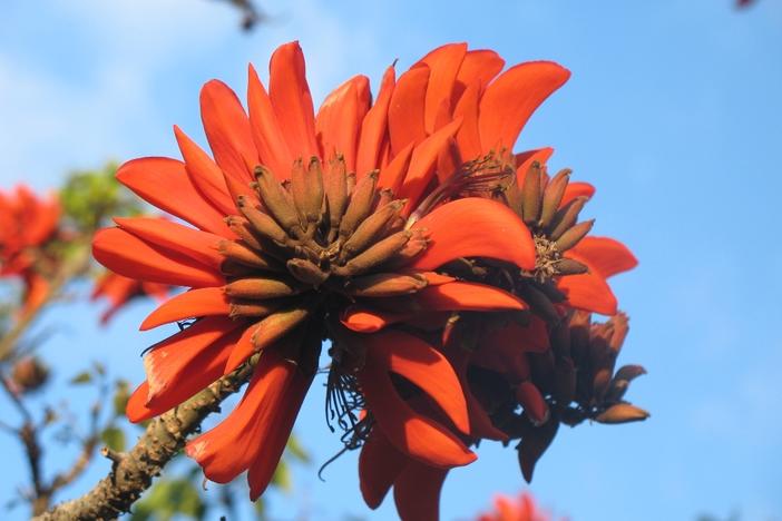 Some researchers say the African coral tree has a racial slur embedded in its name. This month, scientists at an international meeting voted to have that epithet removed. 