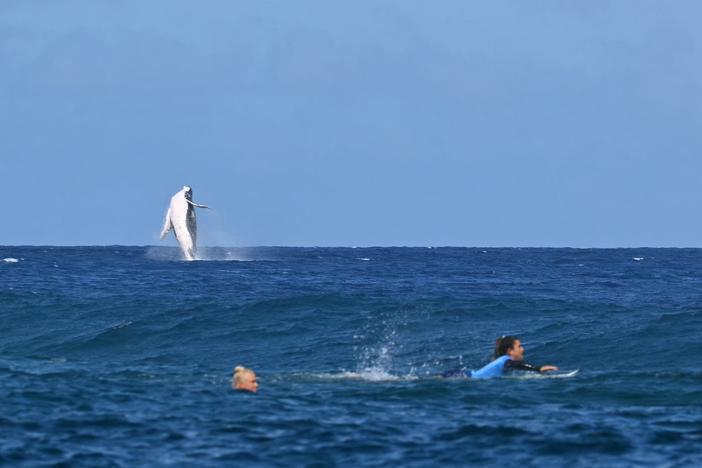 A whale breaches as Brazil's Tatiana Weston-Webb (left) and Costa Rica's Brisa Hennessy compete in the women's surfing semifinals on Monday.