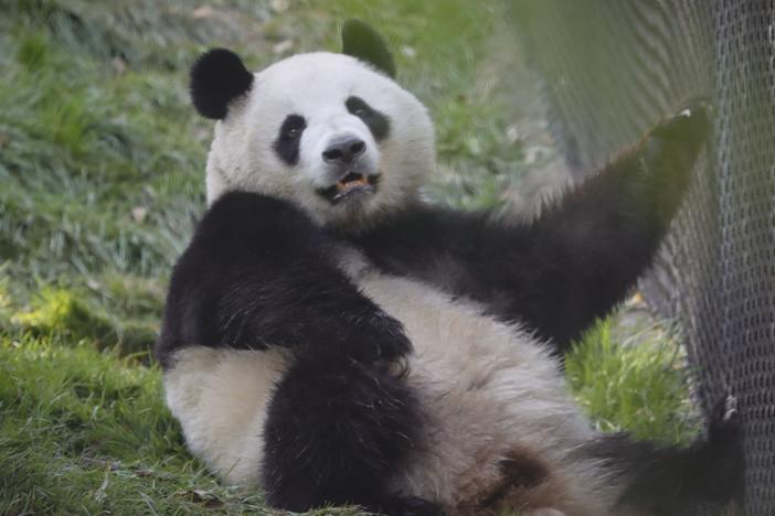 Giant panda Xin Bao is seen in her Panda Ridge habitat at the San Diego Zoo on Wednesday, one day before the bear and a male, Yun Chuan, were due to go on display. The pandas arrived at the end of June.