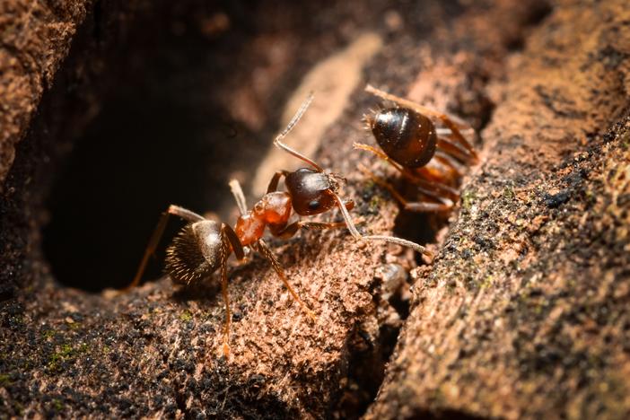  The central European bicolored ant, <em>L. emarginatus</em>, forages along a tree branch in New York City’s Riverside Park.