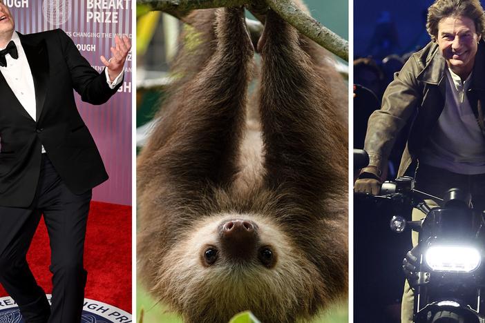 From left: Elon Musk, a sloth, Tom Cruise.