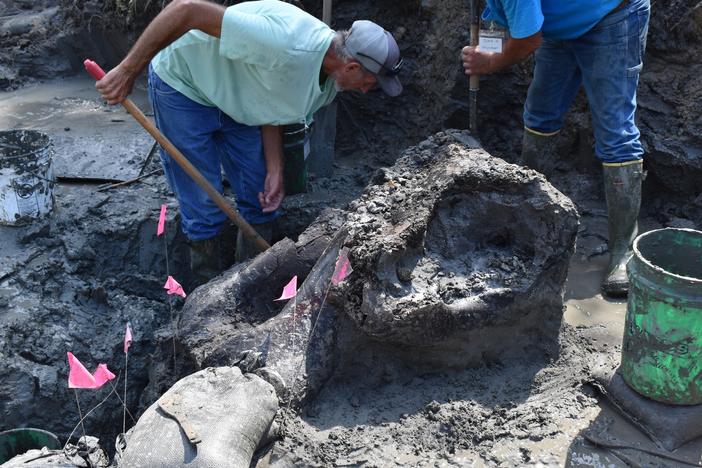  Excavators unearth a 13,600-year-old mastodon skull from an Iowa creek.