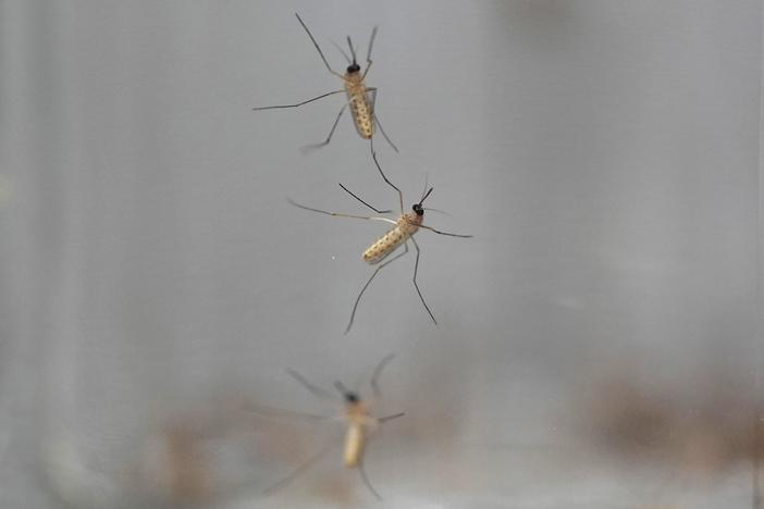 Mosquitoes cling to the inside of a jar loaded with repellent during a test as part of a tour of the Center for Disease Control laboratory, Thursday, April 4, 2024, in Fort Collins, Colo. 