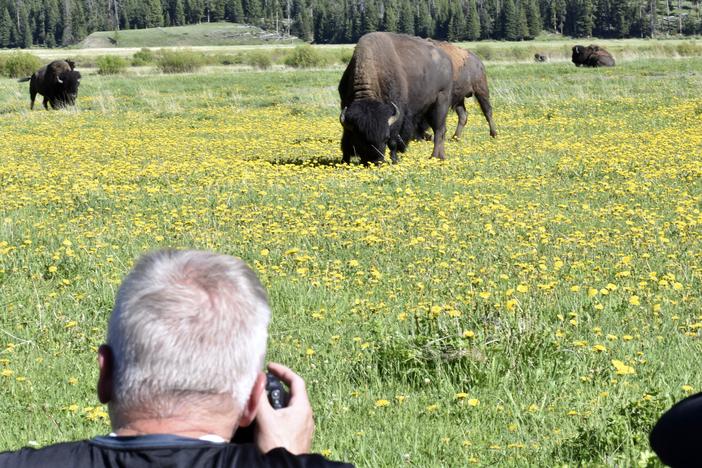 Andrew Scott of Salt Lake City, Utah, takes photographs of bison in Yellowstone National Park on June 13.