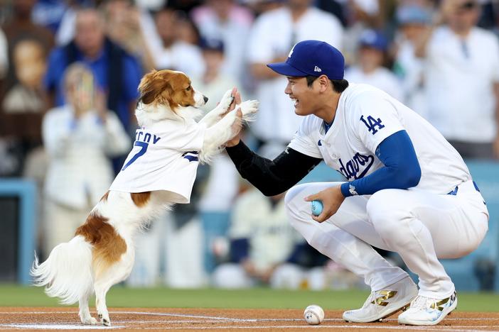 Los Angeles Dodger Shohei Ohtani high-fives his dog Decoy, who delivered the ceremonial first pitch before Wednesday's game against the Baltimore Orioles at Dodger Stadium in Los Angeles.