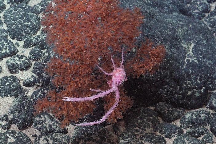 A squat lobster in the genus Sternostylus, thought to be a newly identified species, was photographed along the Nazca Ridge off the coast of Chile.
