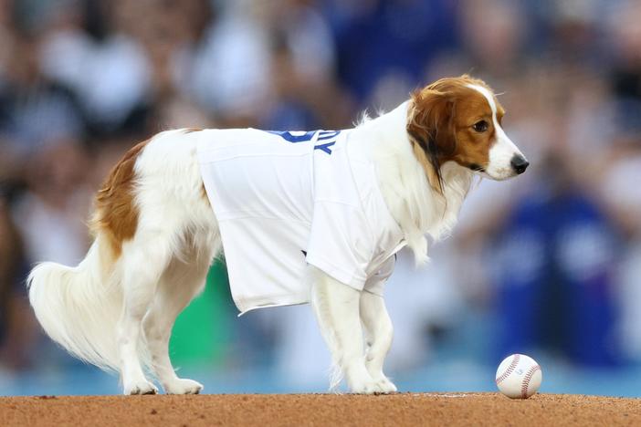Decoy, dog of Los Angeles Dodgers star Shohei Ohtani, delivered <a href="https://www.npr.org/2024/08/29/nx-s1-5094463/shohei-ohtani-dog-first-pitch-dodgers">a ceremonial first pitch</a> before a game at Dodger Stadium on Aug. 28, 2024 in Los Angeles.