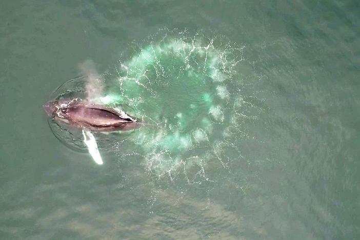 Humpback whales blow spiraling circles of bubbles to create underwater nets for their tiny prey, krill. 